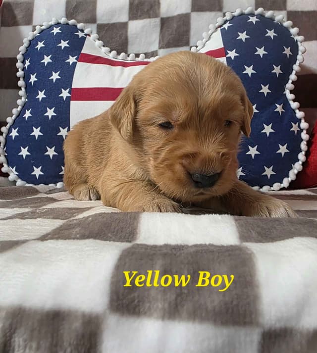 Golden Retriever Puppies media 9