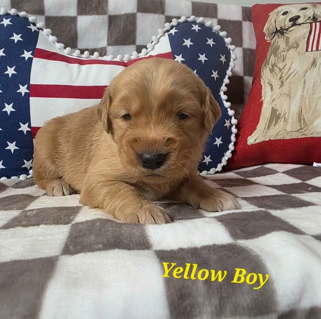 Golden Retriever Puppies media 10