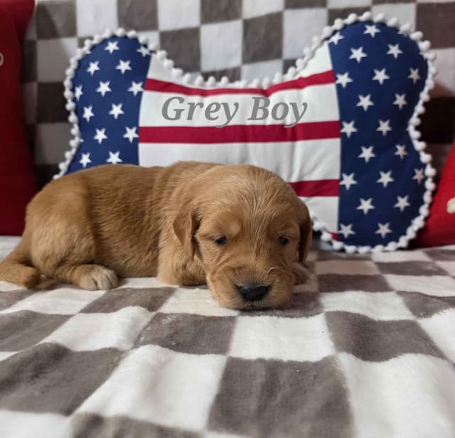 Golden Retriever Puppies media 11