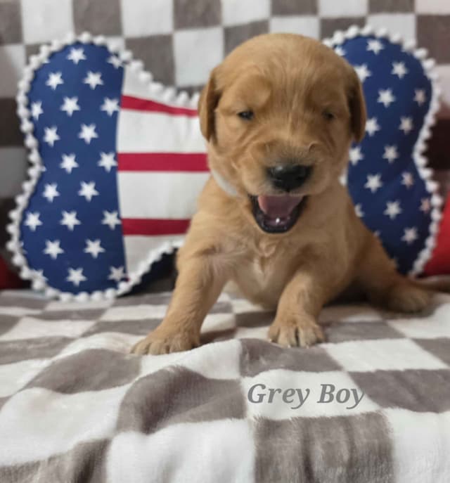 Golden Retriever Puppies media 12