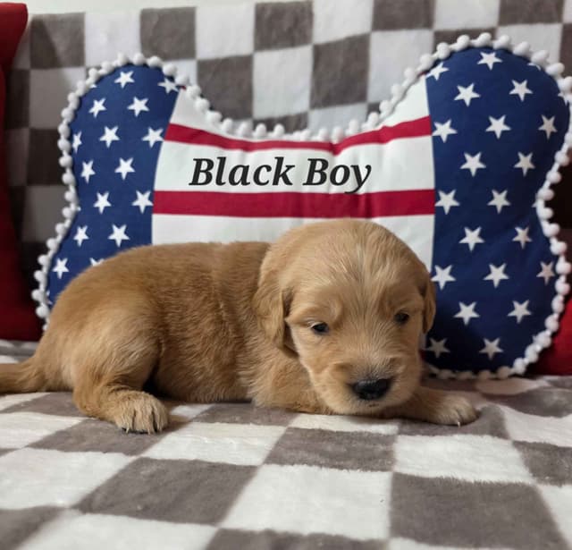 Golden Retriever Puppies media 13