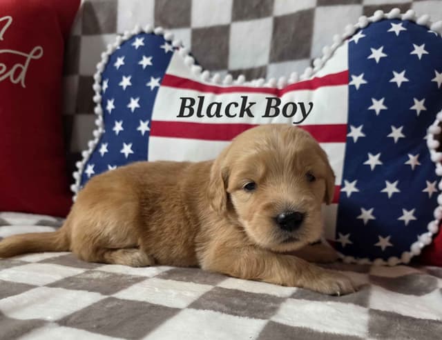 Golden Retriever Puppies media 14