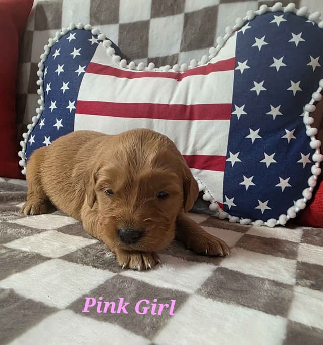 Golden Retriever Puppies media 15