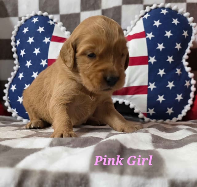 Golden Retriever Puppies media 16