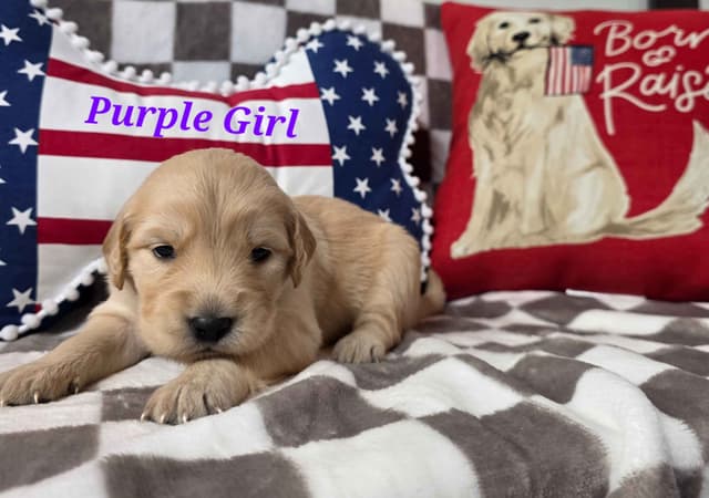 Golden Retriever Puppies media 17