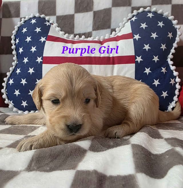 Golden Retriever Puppies media 18