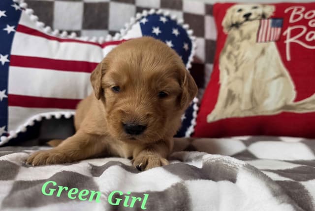 Golden Retriever Puppies media 19
