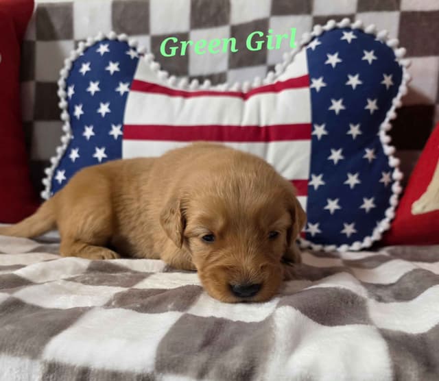 Golden Retriever Puppies media 20