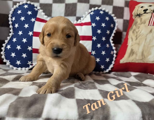 Golden Retriever Puppies media 21