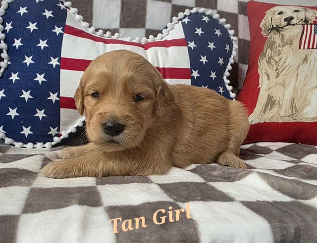 Golden Retriever Puppies media 22