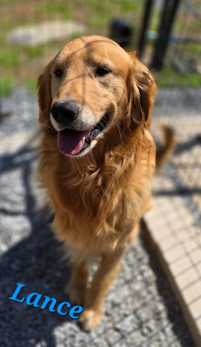 Golden Retriever Puppies media 23