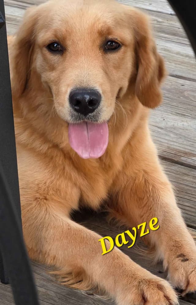 Golden Retriever Puppies media 24