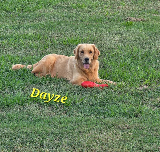 Golden Retriever Puppies media 26