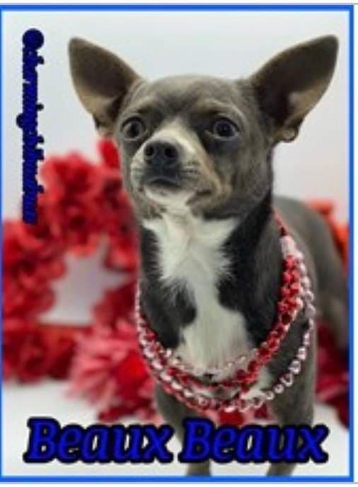 Chihuahua Puppies breeder image 1