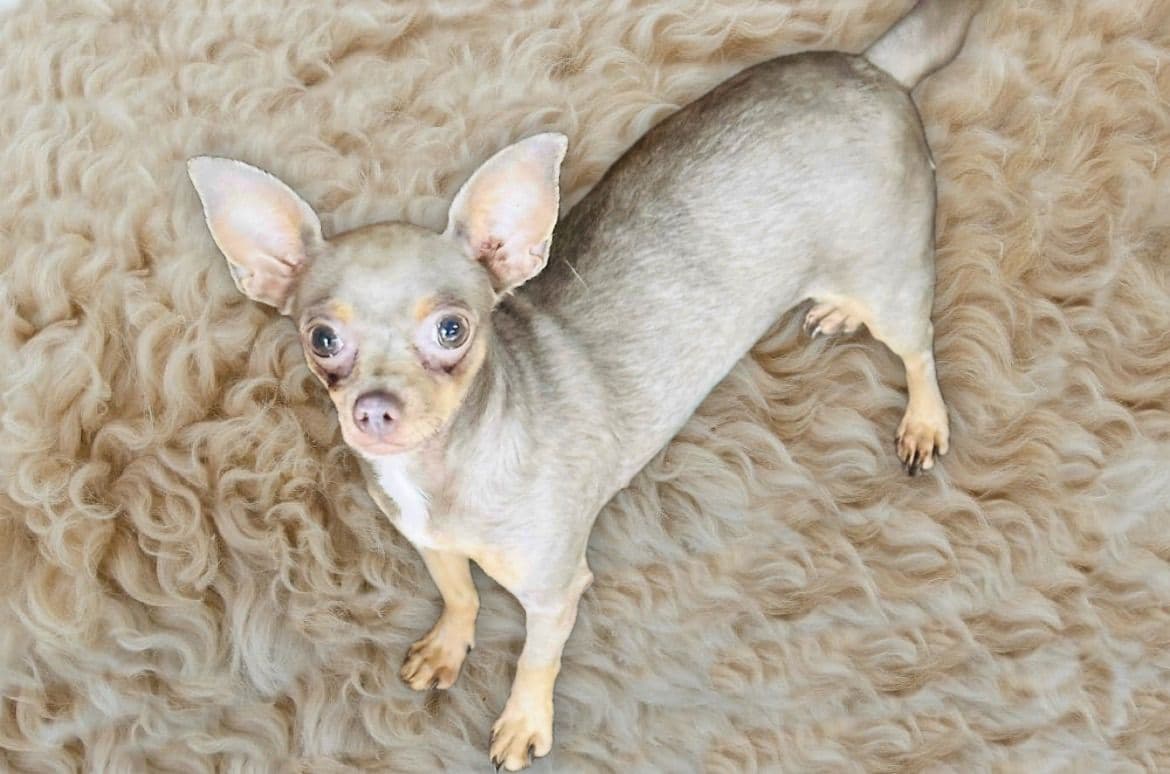 Chihuahua Puppies breeder image 2