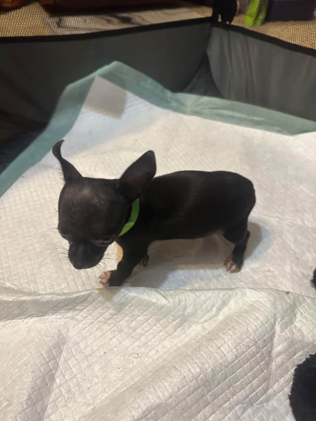 Chihuahua Puppies media 2