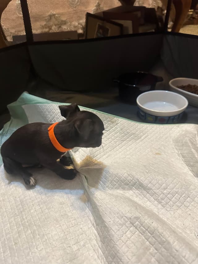 Chihuahua Puppies media 3