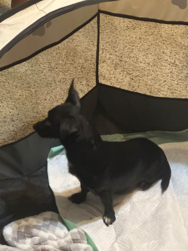 Chihuahua Puppies media 4