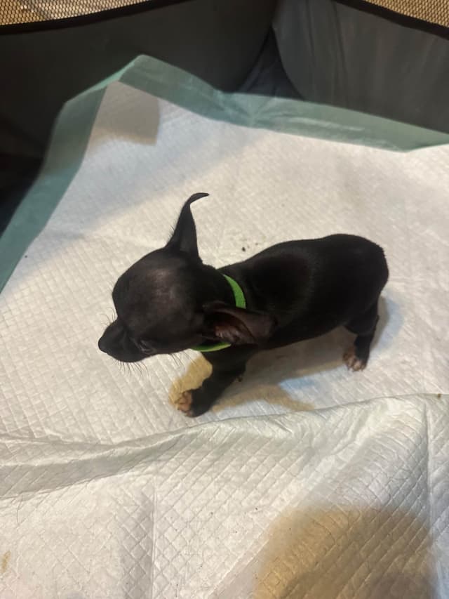Chihuahua Puppies media 6