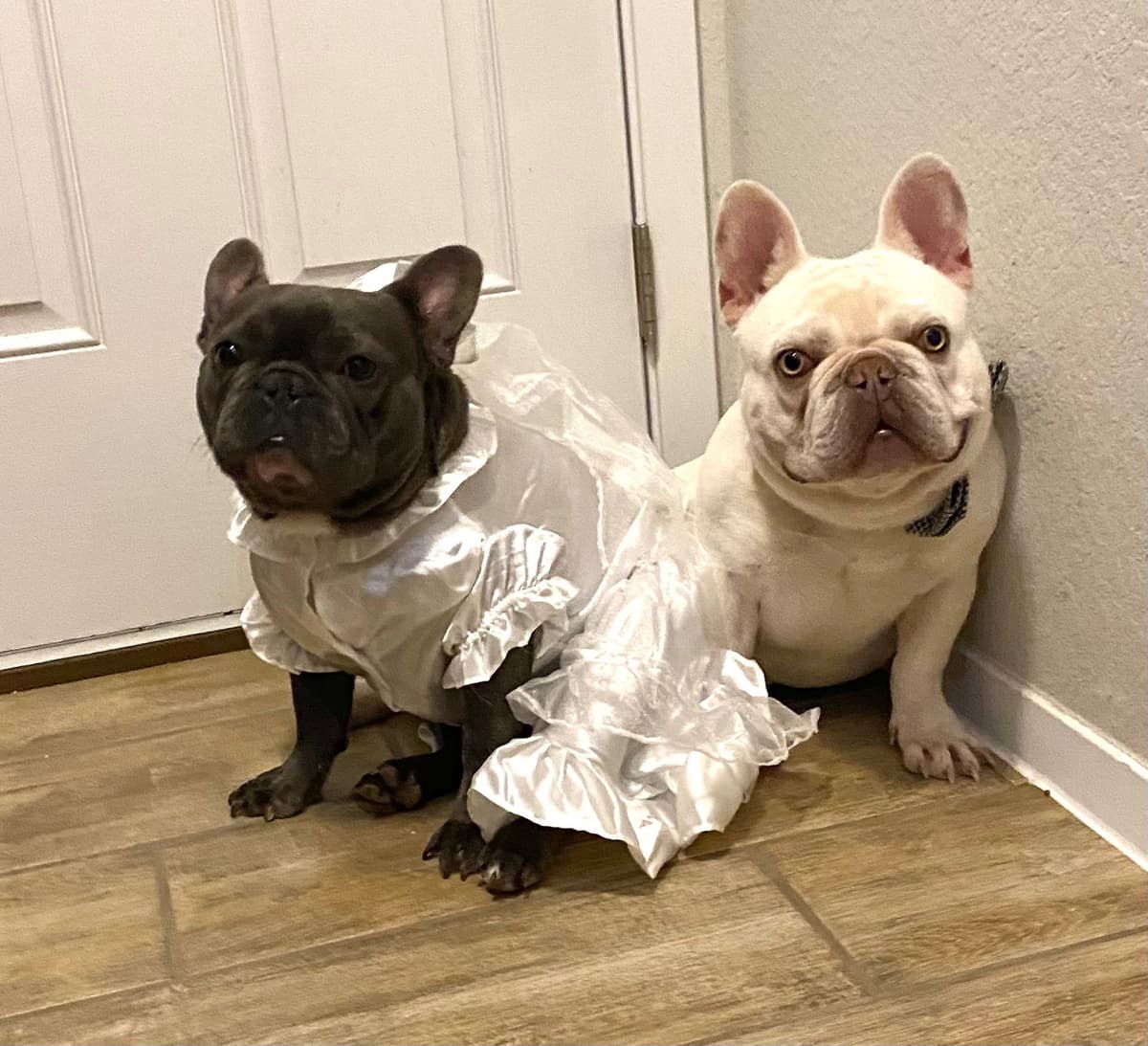 French Bulldog Puppies Lilac & Tan breeder image 1