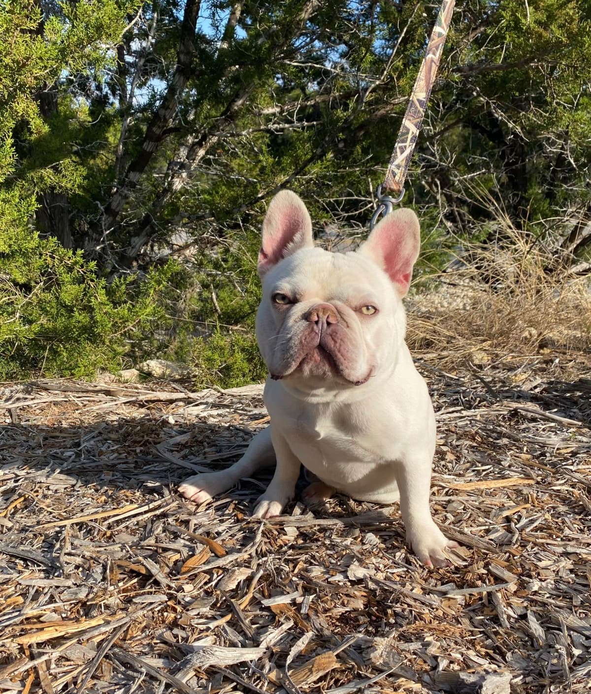 French Bulldog Puppies Lilac & Tan breeder image 3