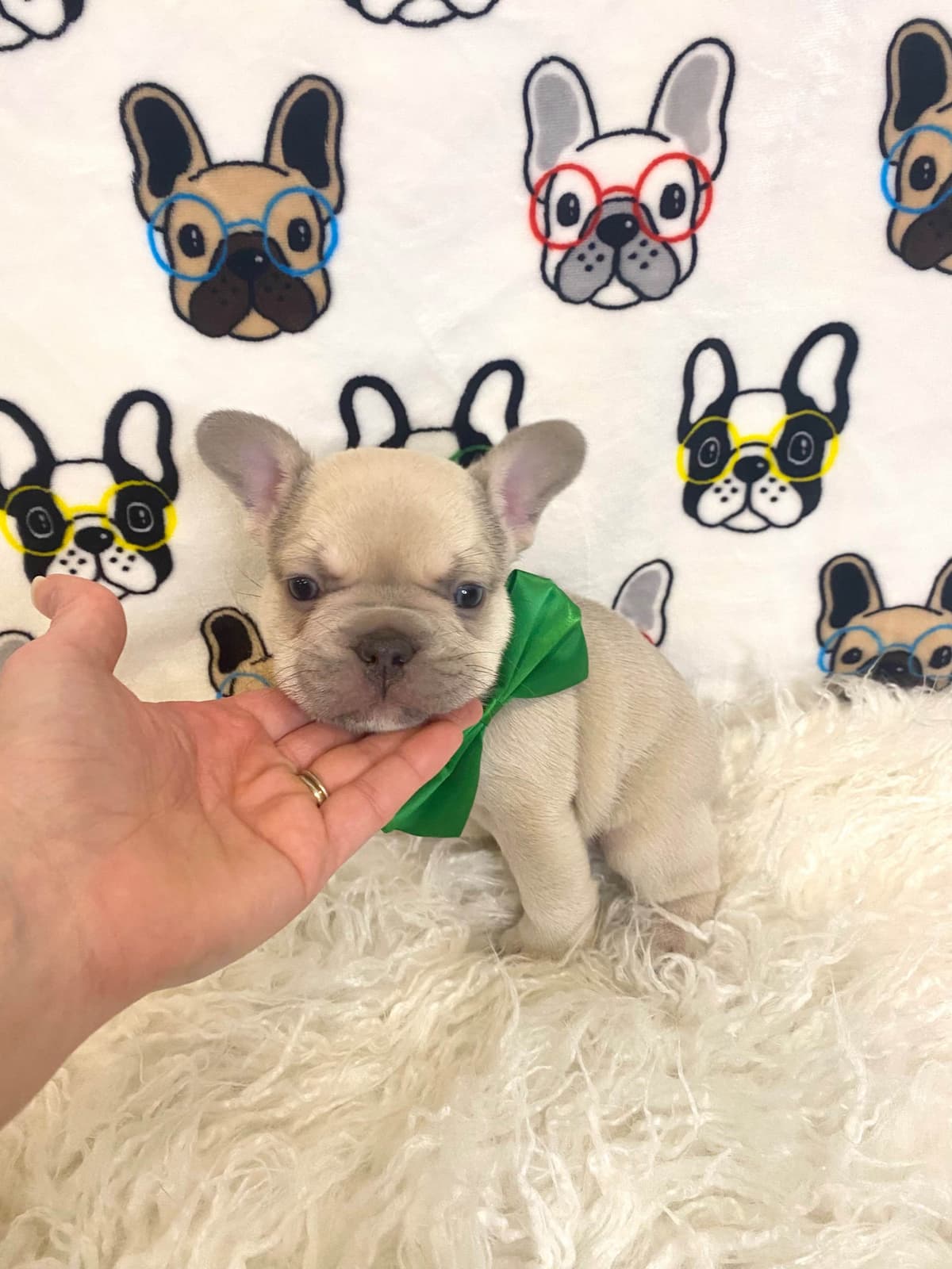 French Bulldog Puppies Lilac & Tan breeder image 5