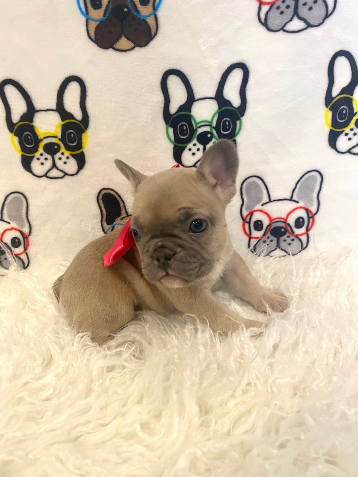 French Bulldog Puppies Lilac & Tan breeder image 6