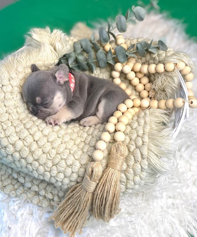 French Bulldog Puppies Lilac & Tan media 17