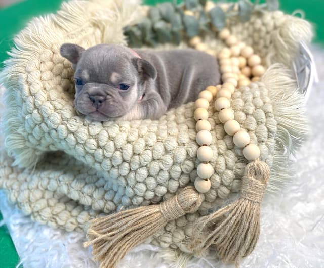 French Bulldog Puppies Lilac & Tan media 18