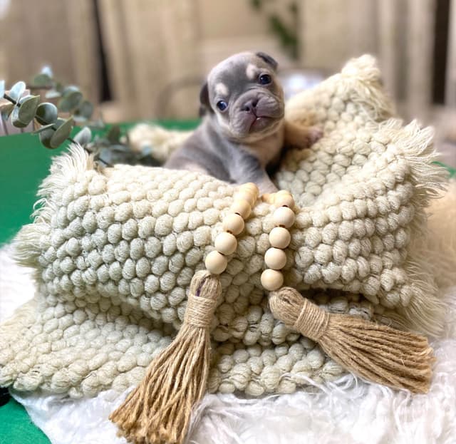 French Bulldog Puppies Lilac & Tan media 19