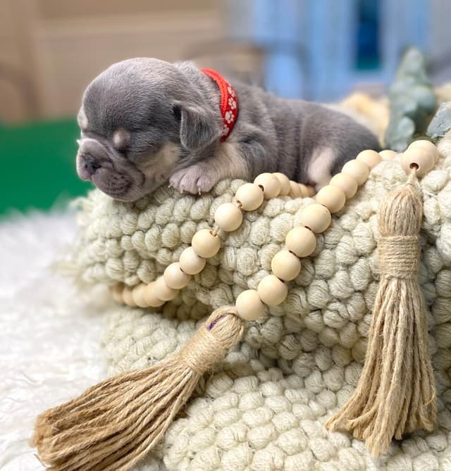 French Bulldog Puppies Lilac & Tan media 20