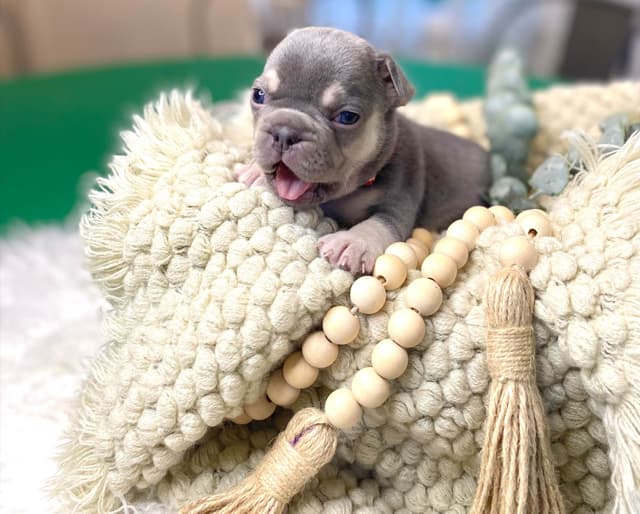 French Bulldog Puppies Lilac & Tan media 21