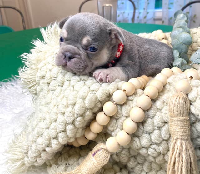 French Bulldog Puppies Lilac & Tan media 22