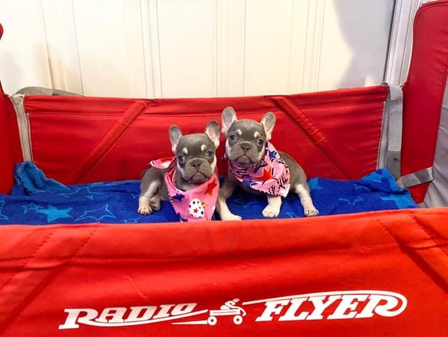 French Bulldog Puppies Lilac & Tan media 15