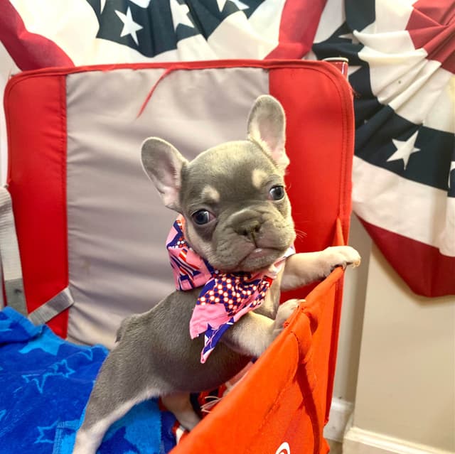 French Bulldog Puppies Lilac & Tan media 16
