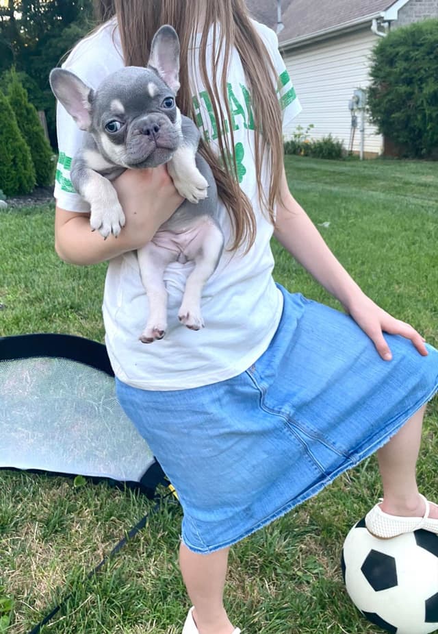 French Bulldog Puppies Lilac & Tan media 23