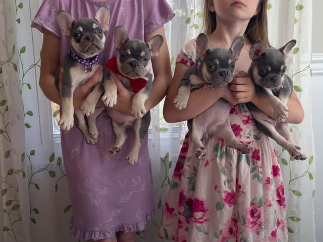 French Bulldog Puppies Lilac & Tan media 12