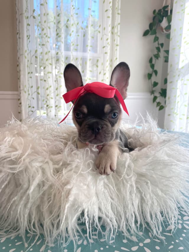 French Bulldog Puppies Lilac & Tan media 27