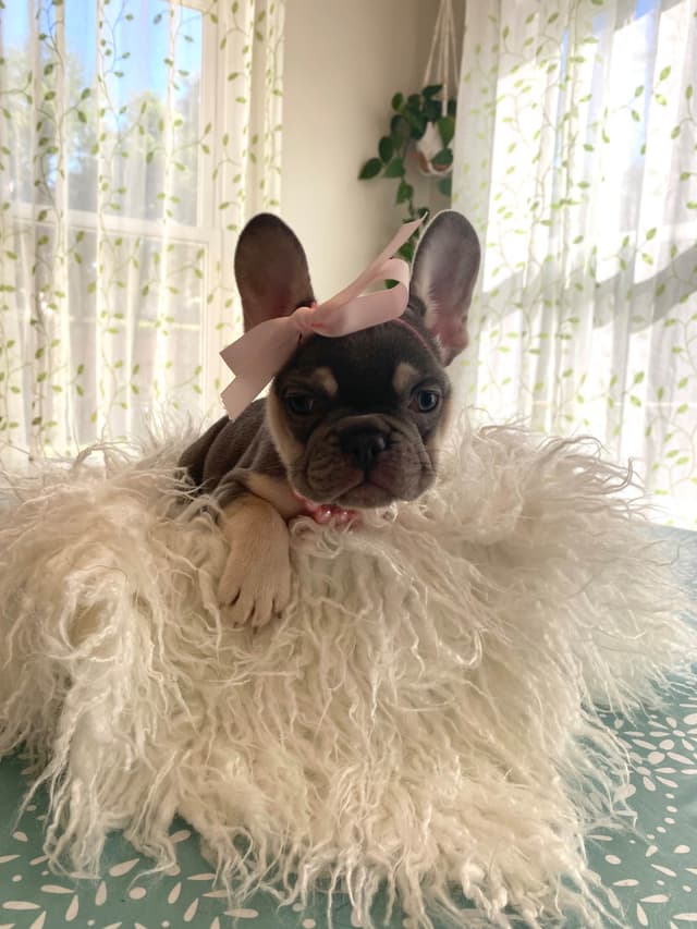 French Bulldog Puppies Lilac & Tan media 28