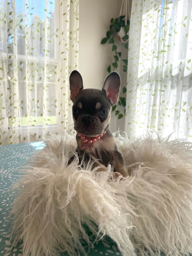 French Bulldog Puppies Lilac & Tan media 29