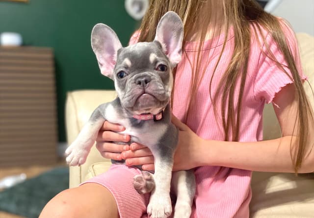 French Bulldog Puppies Lilac & Tan media 8