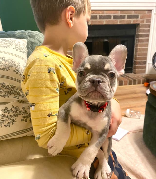 French Bulldog Puppies Lilac & Tan media 7
