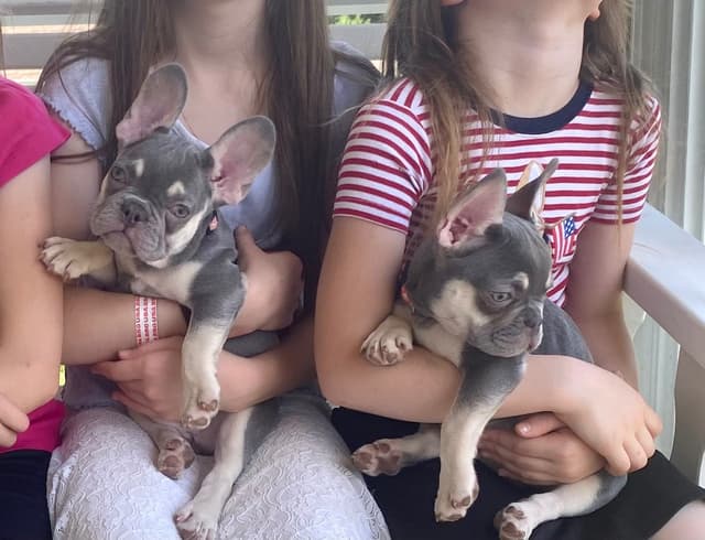 French Bulldog Puppies Lilac & Tan media 6
