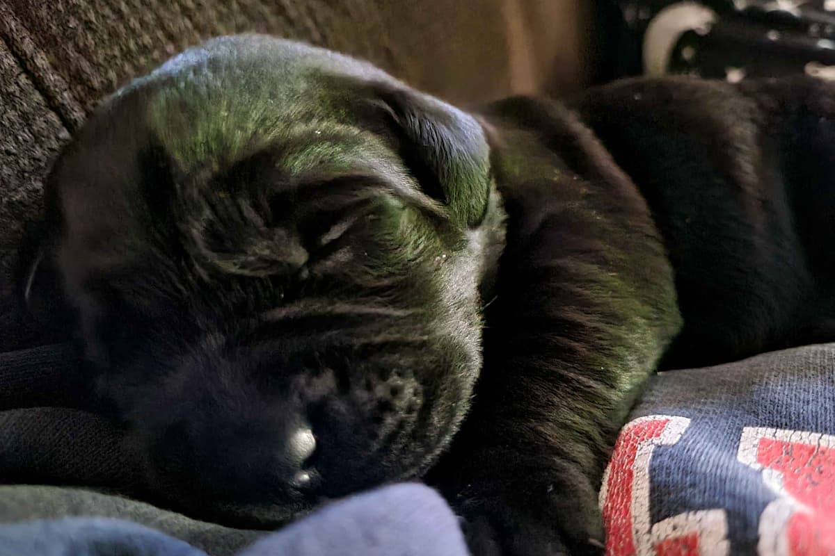 Labrador Retriever Puppies breeder image 2