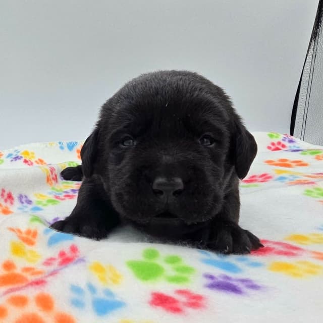 Labrador Retriever Puppies media 2