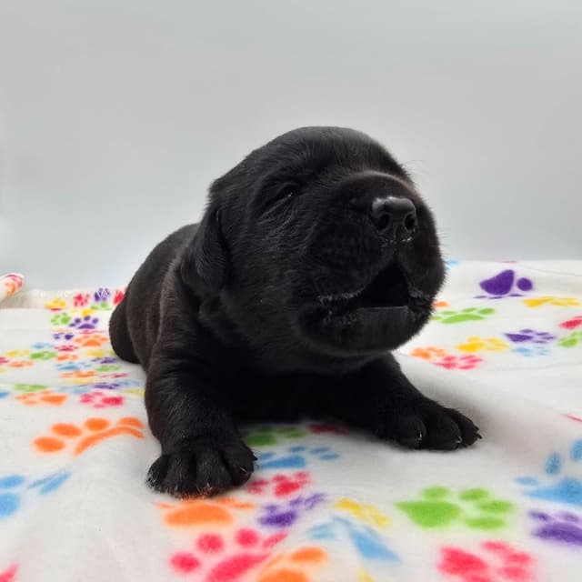 Labrador Retriever Puppies media 3