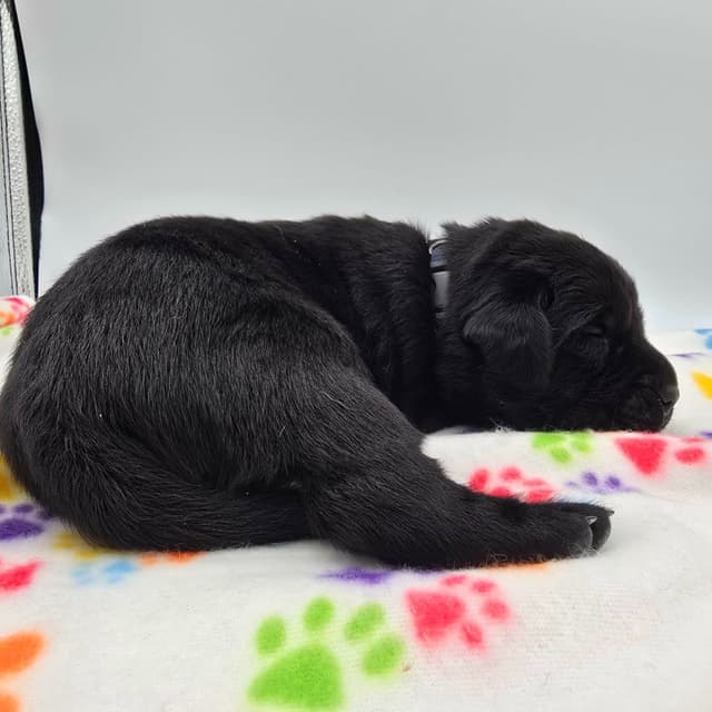 Labrador Retriever Puppies media 4