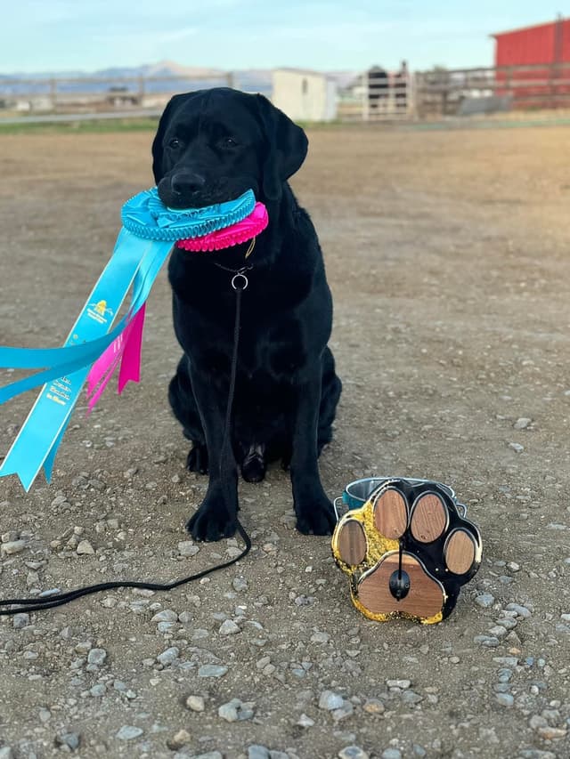 Labrador Retriever Puppies media 5
