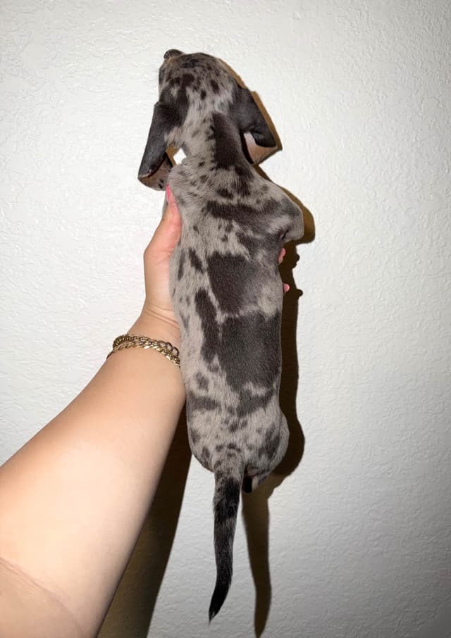 Miniature Dachshunds smooth hair (707)981-2637 media 2