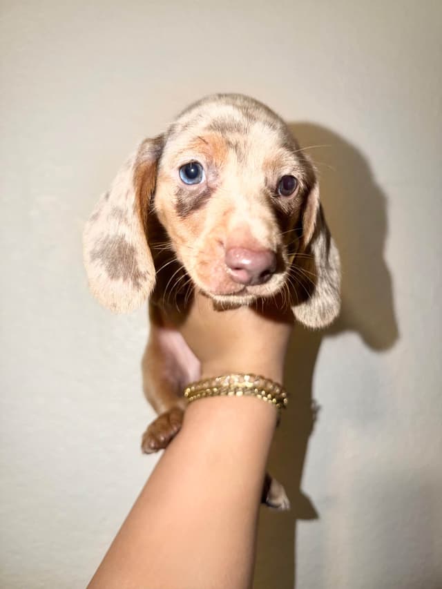 Miniature Dachshunds smooth hair (707)981-2637 media 3